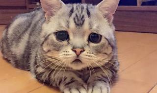 猫咪有眼泪怎么回事